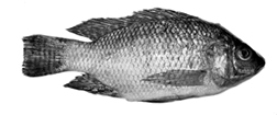 চিত্র:ExoticFishTilapia.jpg