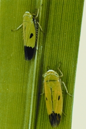 চিত্র:RiceGreenLeafhooper.jpg