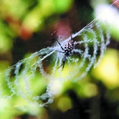 চিত্র:Spiderwithnet10.jpg