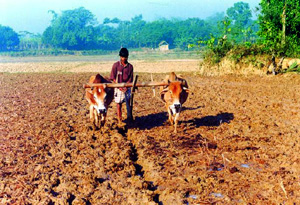 চিত্র:Agriculture1.jpg
