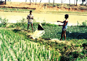 চিত্র:IrrigationSwingBasket.jpg