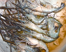 চিত্র:PrawnFish.jpg