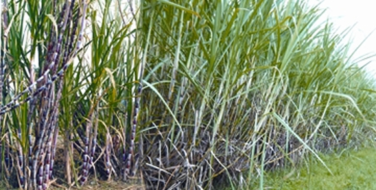 চিত্র:Sugarcane.jpg
