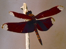 চিত্র:Dragonfly4.jpg