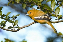 চিত্র:BiodiversityIoraBird.jpg
