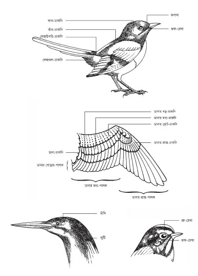 চিত্র:BirdBodyBangla.jpg