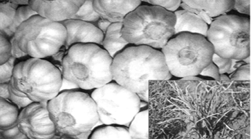 চিত্র:Garlic.jpg