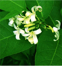 চিত্র:MedicinalHerbNeelNishinda.jpg