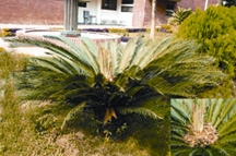 চিত্র:BiodiversityGym.jpg
