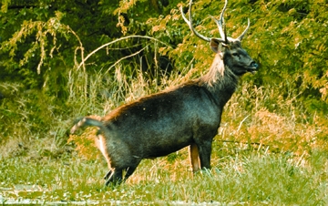 চিত্র:DeerSambar.jpg