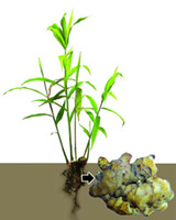 চিত্র:Ginger.jpg