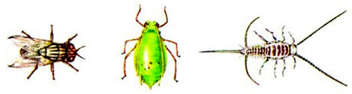 চিত্র:Insect4.jpg