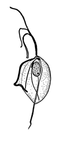 চিত্র:ProtozoaC.jpg