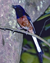 চিত্র:ShamaWhite-rumped.jpg