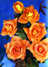 চিত্র:Rose 04.jpg