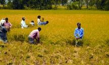 চিত্র:AgricultureHervesting.jpg