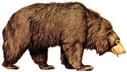 চিত্র:MammalSlothBear.jpg