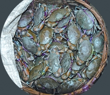 চিত্র:BiodiversityCrab.jpg