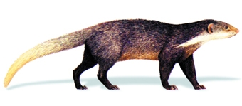 চিত্র:MammalMangoose.jpg