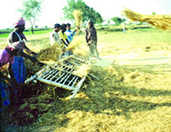 চিত্র:RiceThreshing2.jpg