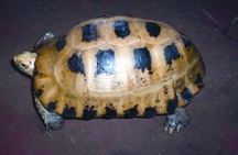 চিত্র:TurtleTortoise3.jpg