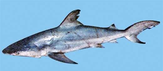 চিত্র:FisheriesShark.jpg