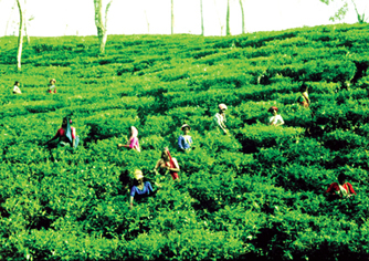 চিত্র:TeaGarden.jpg