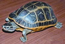 চিত্র:TurtleTortoise2.jpg