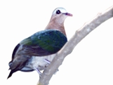 চিত্র:Dove.jpg