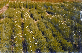 চিত্র:FarmingMixed.jpg