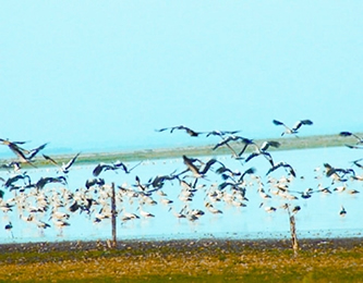 চিত্র:HakalukiHaor.jpg