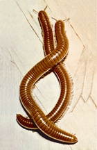 চিত্র:Millipedes (animal).jpg