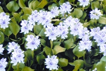 চিত্র:WaterHyacinth.jpg
