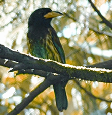 চিত্র:BarbetGreat.jpg