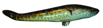 চিত্র:SnakeheadTaki.jpg