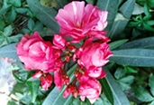 চিত্র:GardenFlowerOleandar.jpg