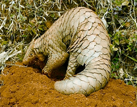 চিত্র:ManisCrassicaudata.jpg