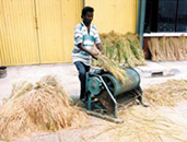 চিত্র:RiceThreshing4.jpg