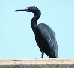 চিত্র:HeronPacific Reef.jpg