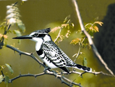 চিত্র:KingfisherPied.jpg