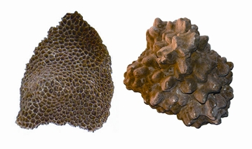 চিত্র:RocksAndMinerals4.jpg