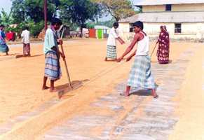 চিত্র:AgricultureDrying.jpg