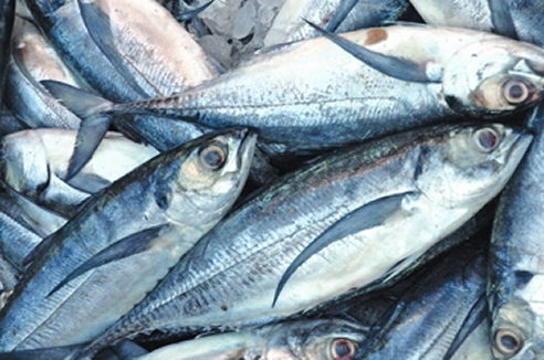 চিত্র:FisheriesSeaFish.jpg