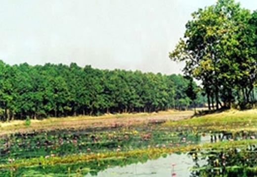চিত্র:SalbanForestGazipur.jpg