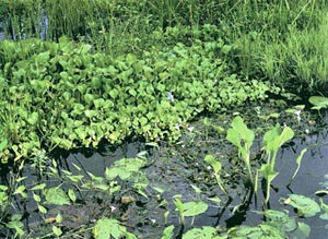 চিত্র:Aquaticplant.jpg