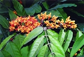 চিত্র:GardenFlowerAshok.jpg