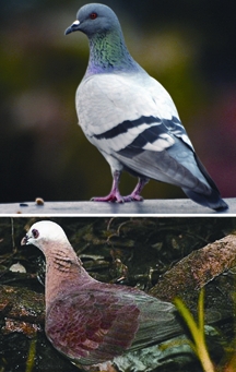 চিত্র:Pigeon&Dove1.jpg