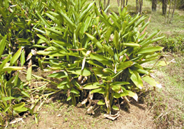 চিত্র:Murta.jpg