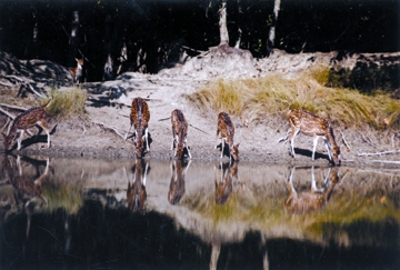 চিত্র:SundarbanDeer.jpg