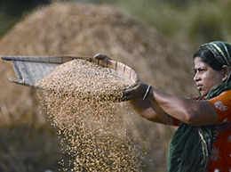 চিত্র:RiceSorting.jpg